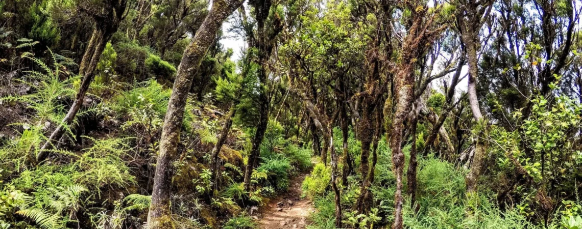 Las wawrzynowy na wyspie La Gomera w Parku Narodowym Garajonay