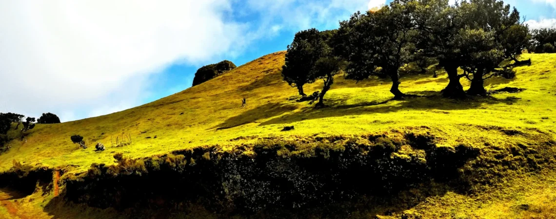 Drzewa wawrzynowe na wyspie Madera